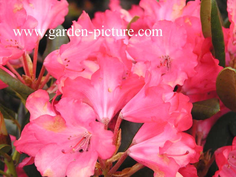 Rhododendron 'Bambola'