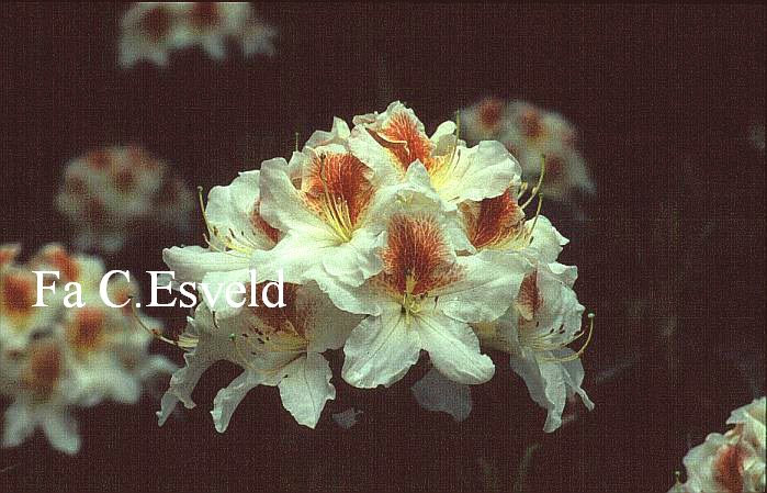 Rhododendron 'Beauty of Littleworth'