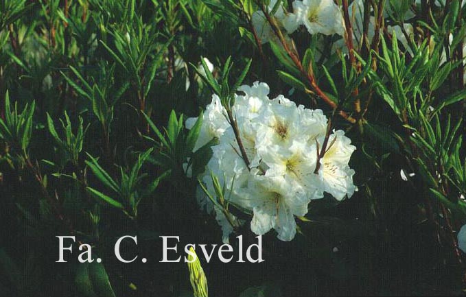 Rhododendron 'Bellringer'