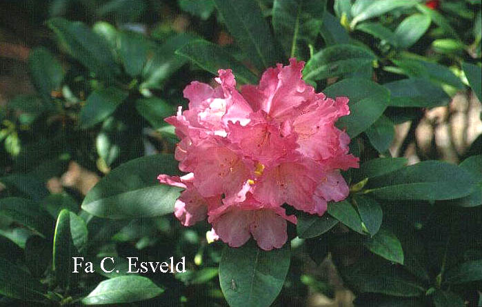 Rhododendron 'Belona'