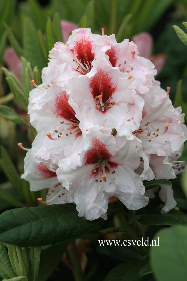 Rhododendron 'Bergensiana'
