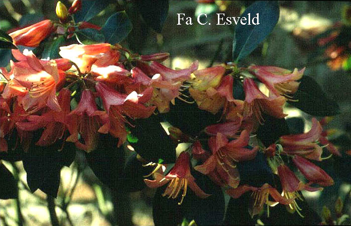 Rhododendron 'Biskra'