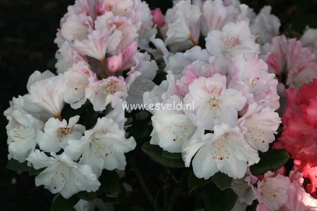 Rhododendron 'Blanka'