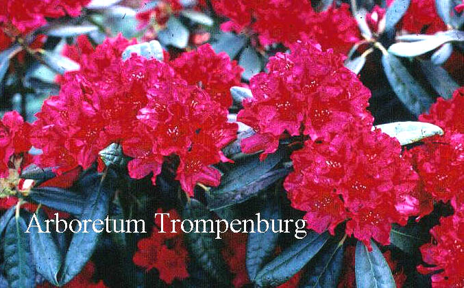 Rhododendron 'Blinklicht'