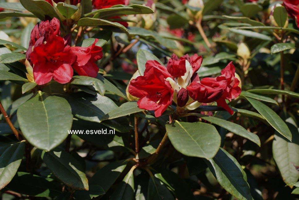 Rhododendron 'Blitz'
