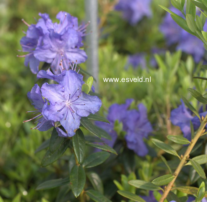 Rhododendron 'Blue Effect'