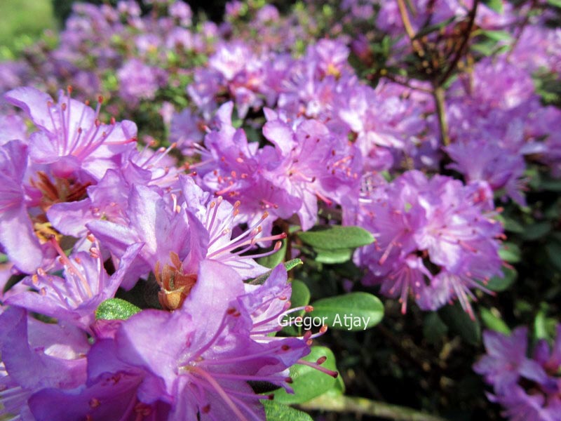 Rhododendron 'Blue Silver'