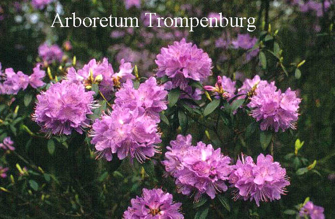 Rhododendron 'Blue Tit Magor'