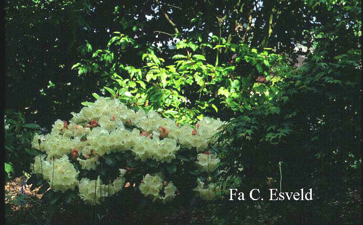 Rhododendron 'Bob Bovee'