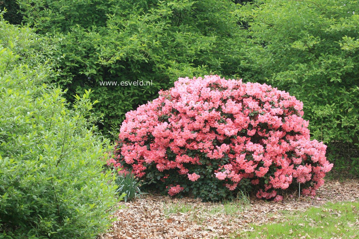 Rhododendron 'Brickdust'
