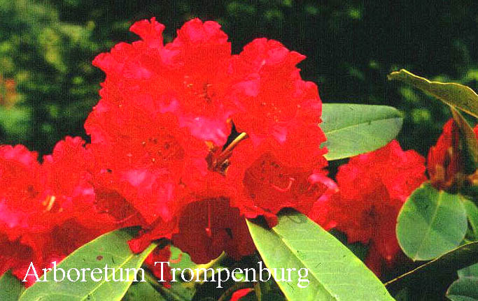 Rhododendron 'Britannia'