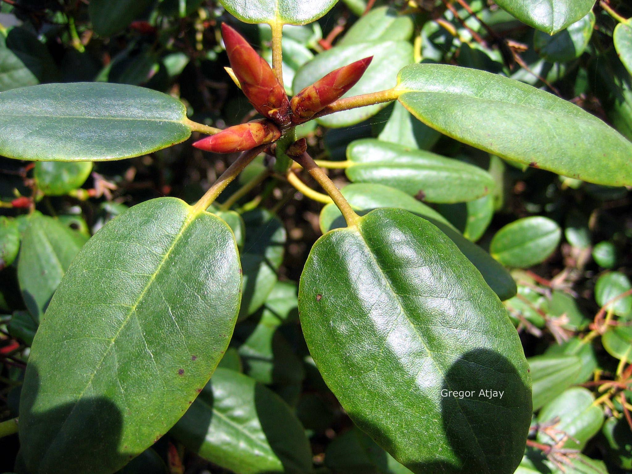 Rhododendron 'Brocade'