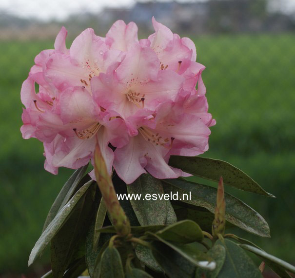 Rhododendron 'Bruce Brechtbill'