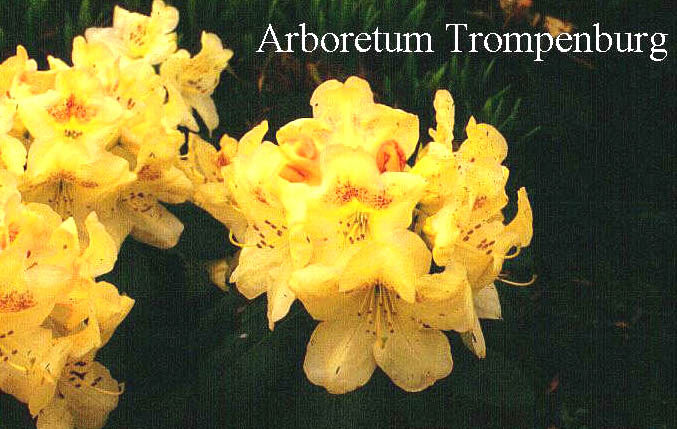 Rhododendron 'Butterfly'