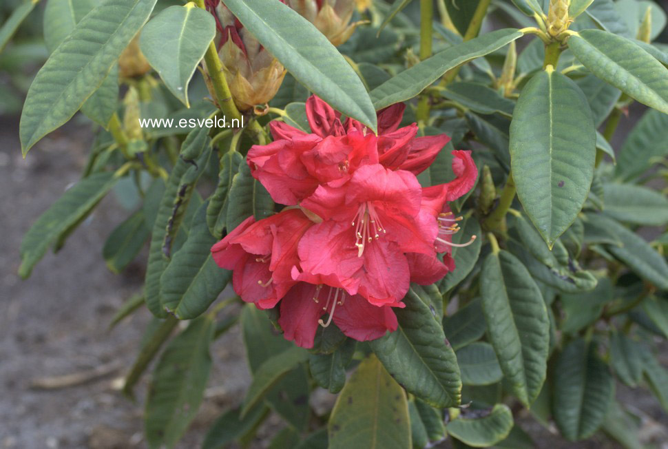 Rhododendron 'C.B. van Nes'