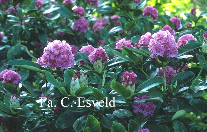 Rhododendron 'Candi'