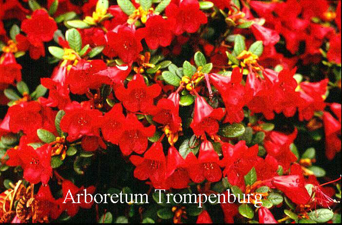 Rhododendron 'Carmen'