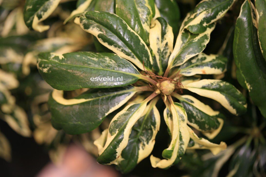 Rhododendron 'Carolina Spring'