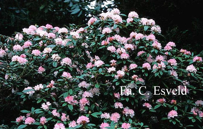 Rhododendron 'Christmas Cheer'