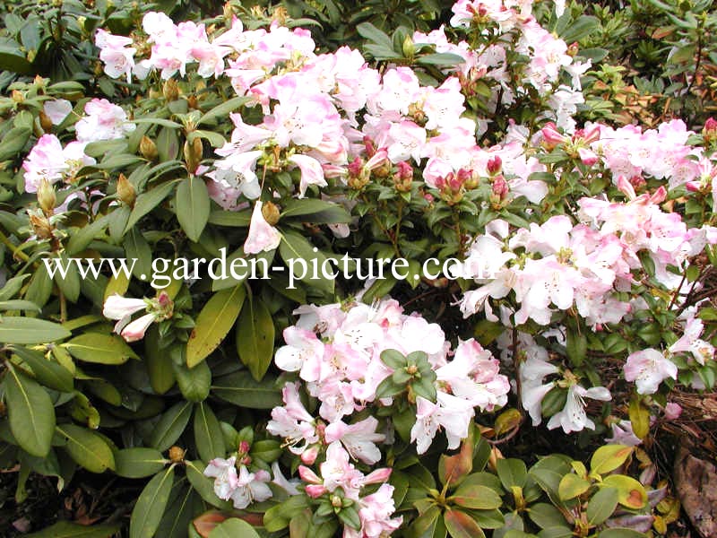 Rhododendron 'Cilpinense'