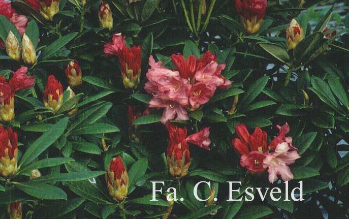 Rhododendron 'Clivia'