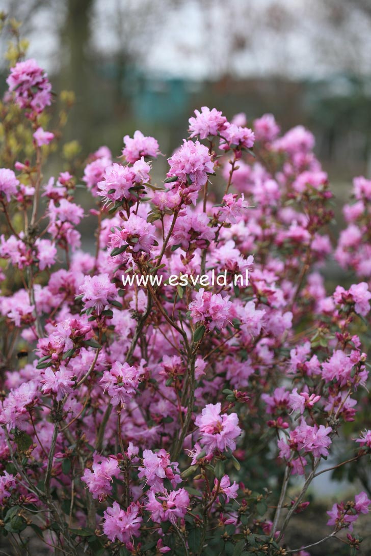 Rhododendron 'Conemaugh'