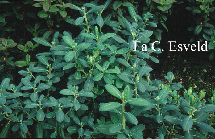 Rhododendron 'Conroy'