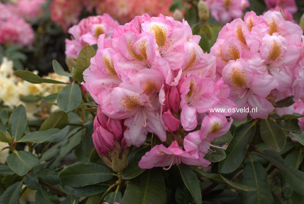 Rhododendron 'Cornwallis'