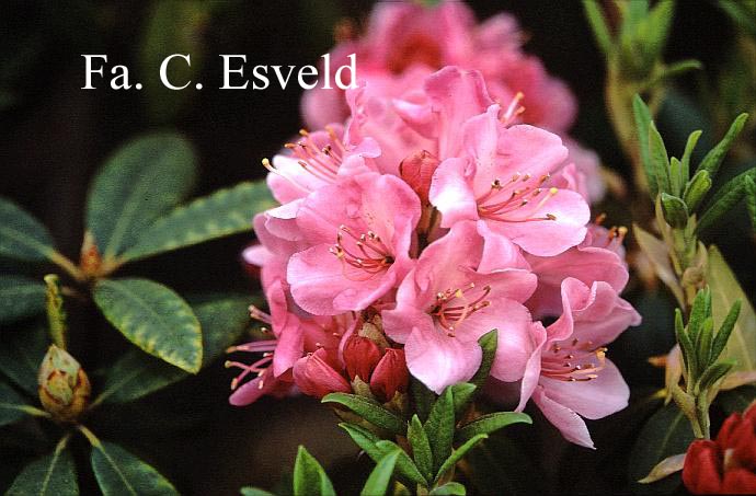 Rhododendron 'Corona'