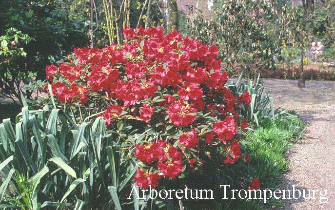 Rhododendron 'Creeping Jenny'