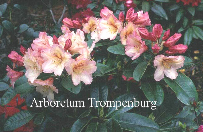 Rhododendron 'Creminrose'