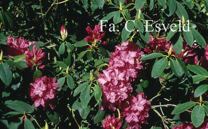 Rhododendron 'Cynthia'