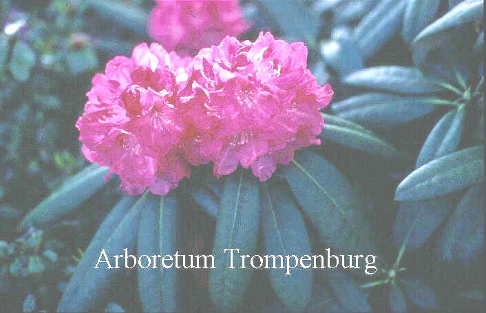 Rhododendron 'Daniela'