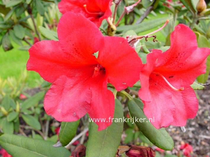 Rhododendron 'Directeur Dorsman'