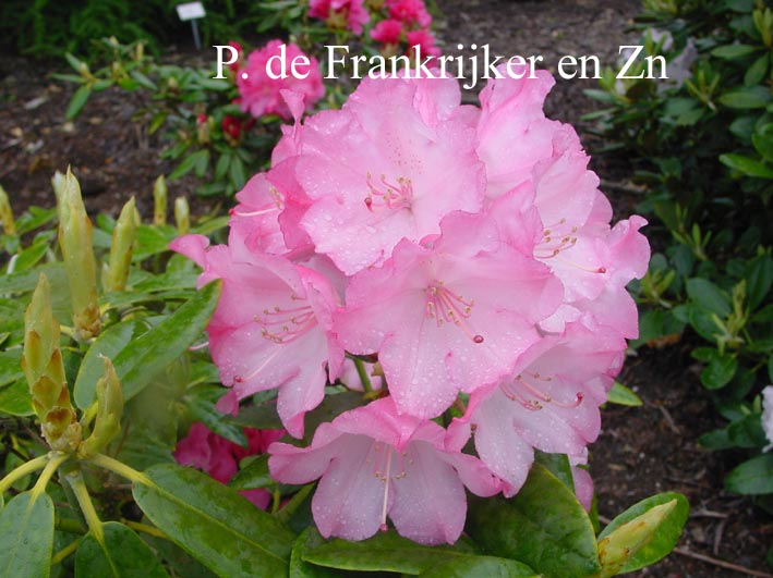 Rhododendron 'Don Giovanni'