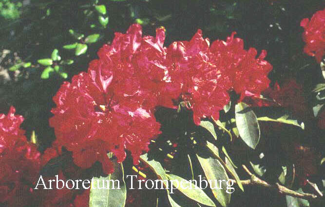 Rhododendron 'Doncaster'