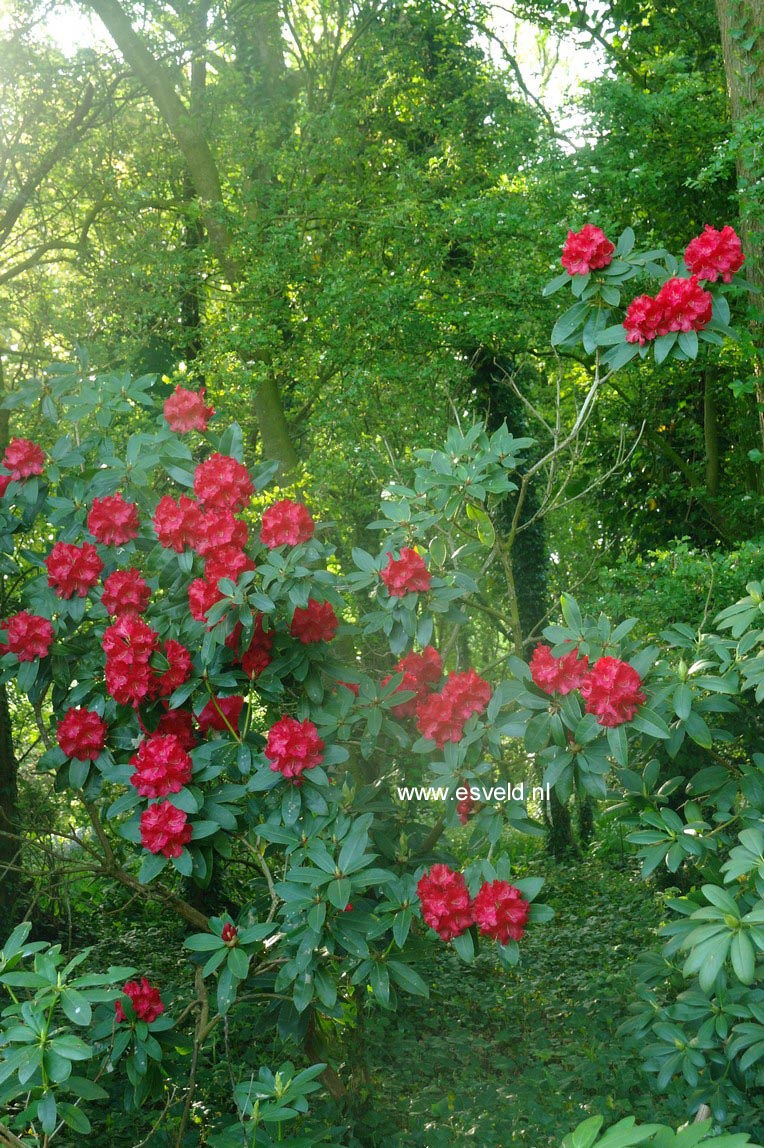 Rhododendron 'Earl of Athlone'