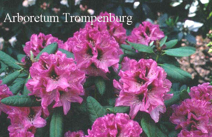 Rhododendron 'Edeltraut'