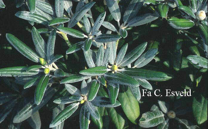 Rhododendron 'Edelweiss'