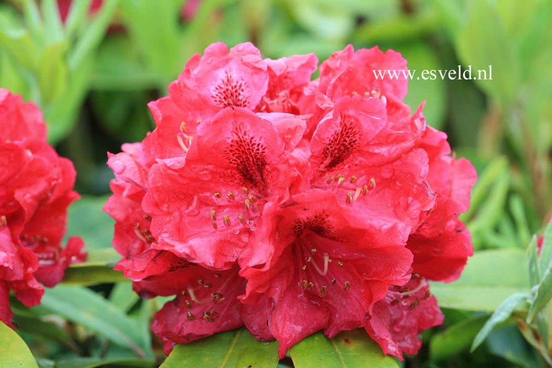 Rhododendron 'Eggert Rohwer'