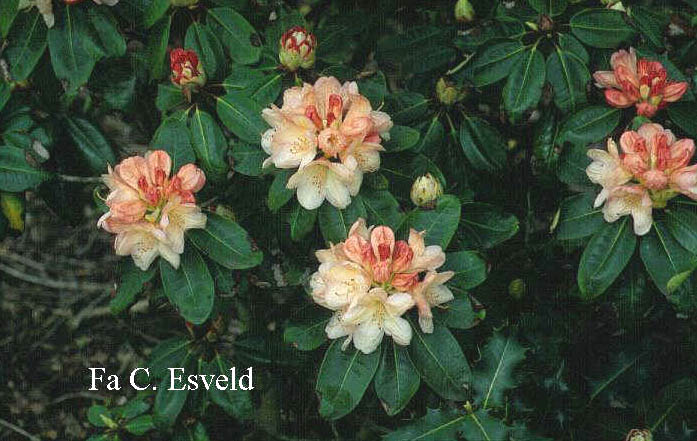 Rhododendron 'Ehrengold'