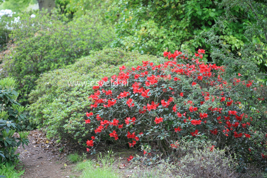 Rhododendron 'Elisabeth Hobbie'