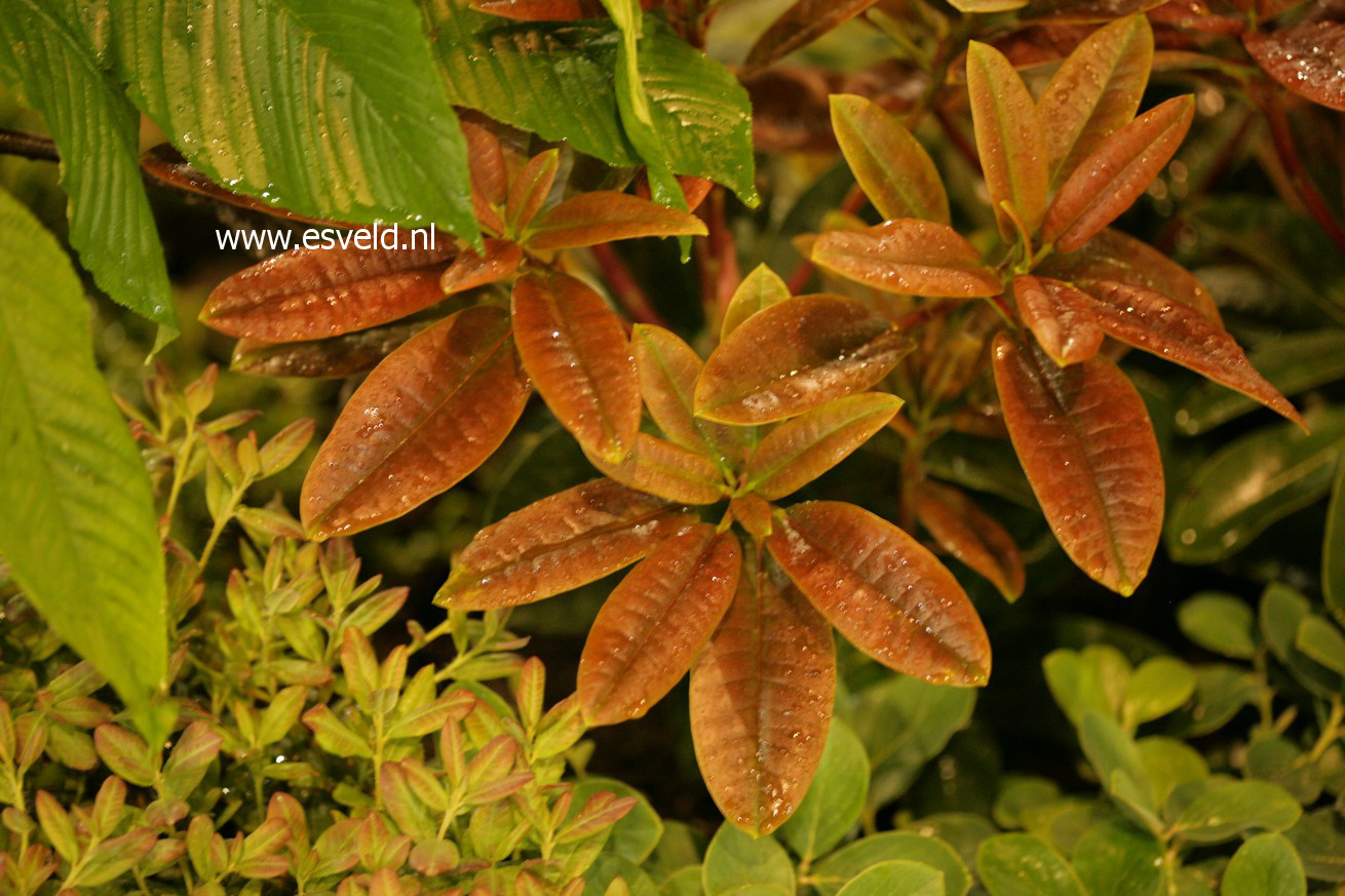 Rhododendron 'Extraordinaire'