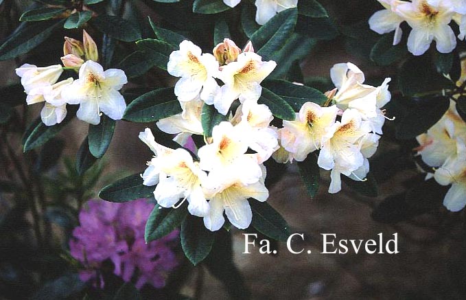 Rhododendron 'Fatima'