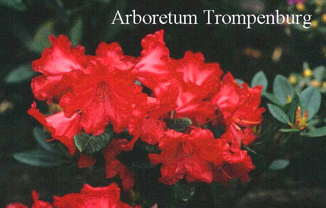 Rhododendron 'Flora's Boy'