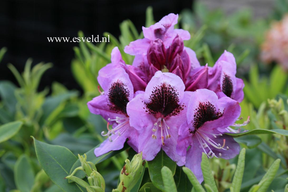 Rhododendron 'Friday'