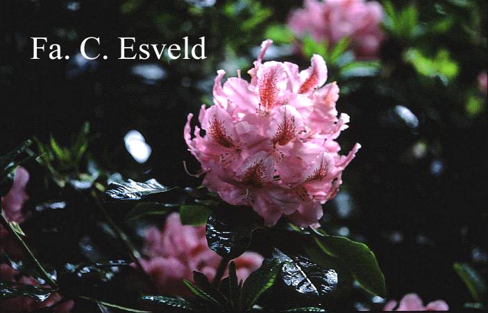 Rhododendron 'Furnival's Daughter'