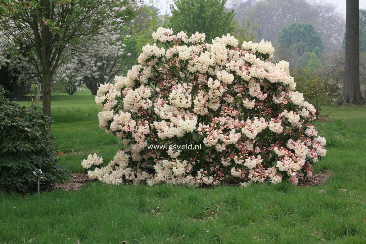 Rhododendron 'Gladys Rose'