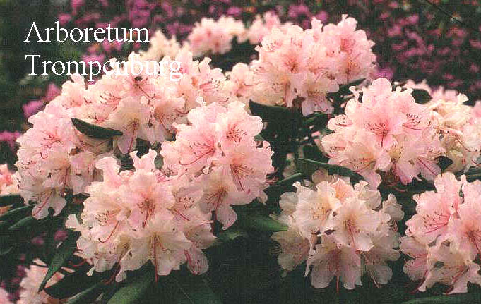 Rhododendron 'Glennyanum'