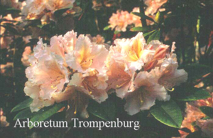 Rhododendron 'Gloria'